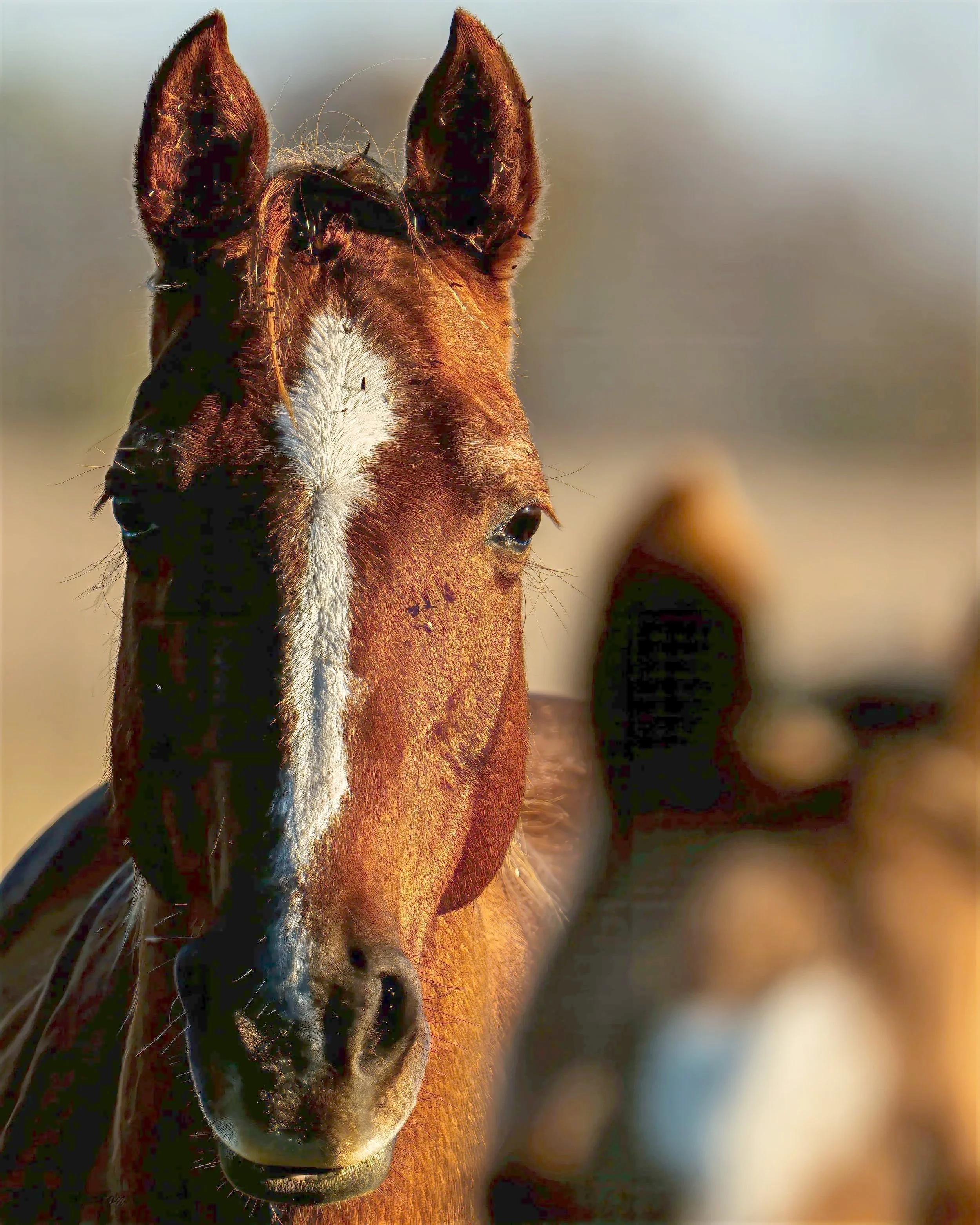 Brown+Horse-0005.jpg