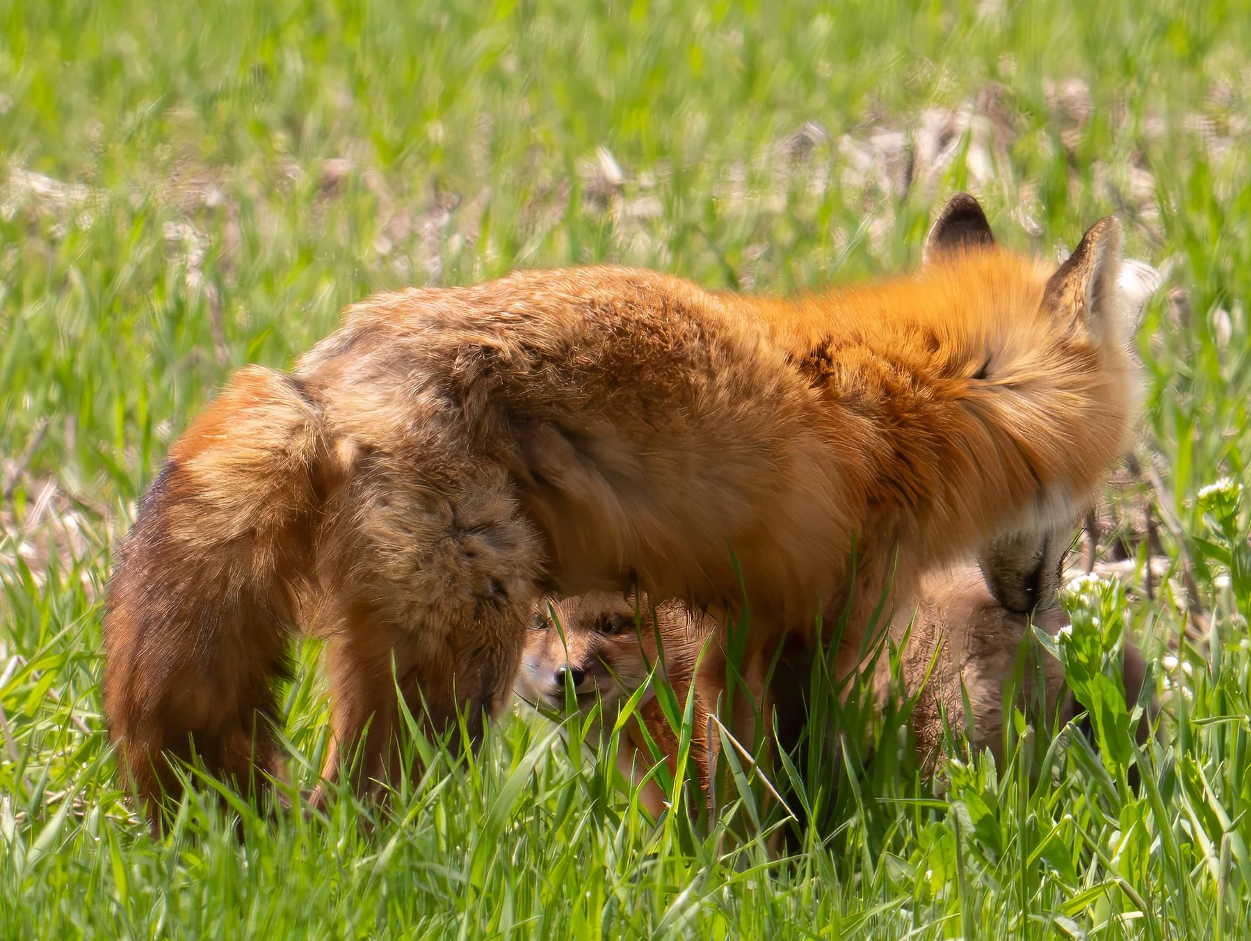 safe behind mother fox.jpg