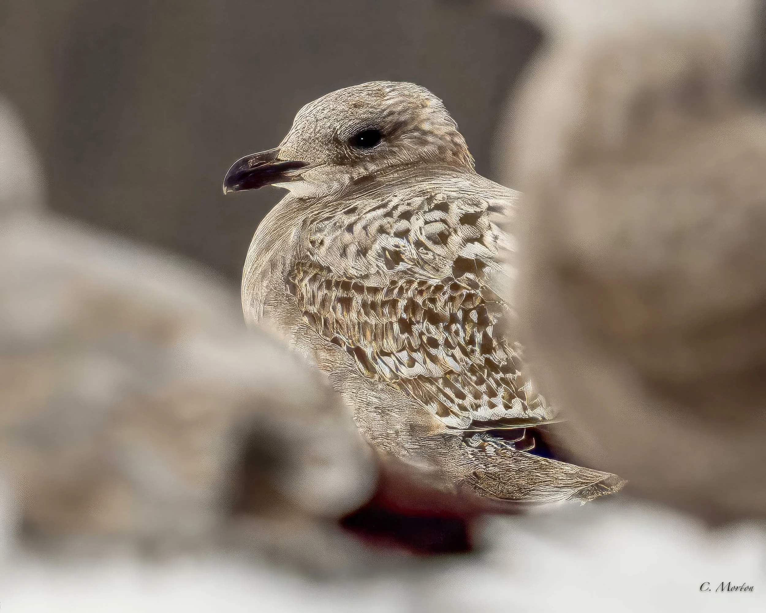 2 - Great Black Back Gull Chic.jpg