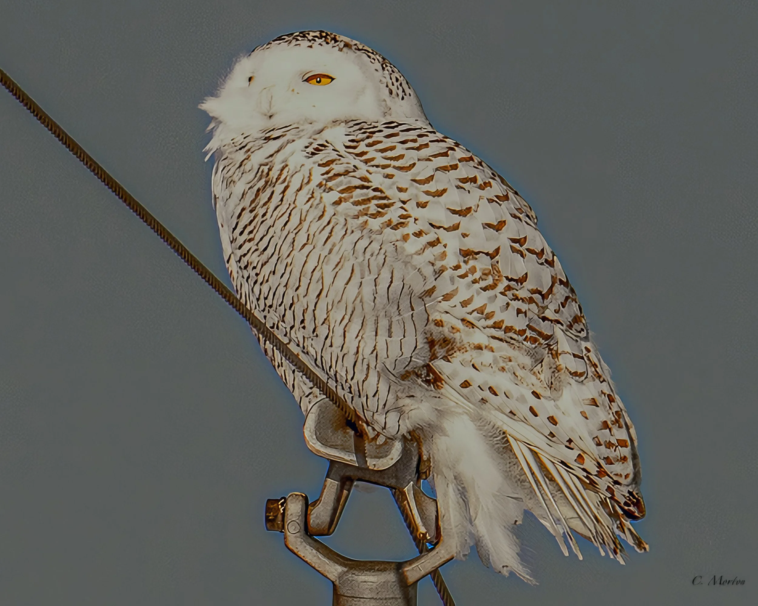 Snowy Owl-2.jpg