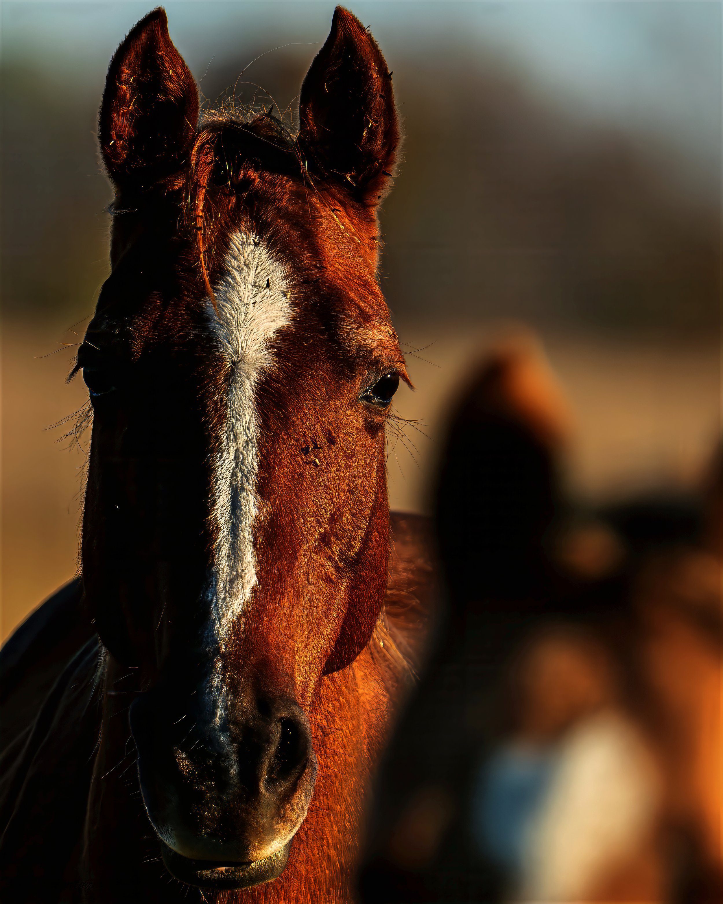 Brown Horse-0005.jpg