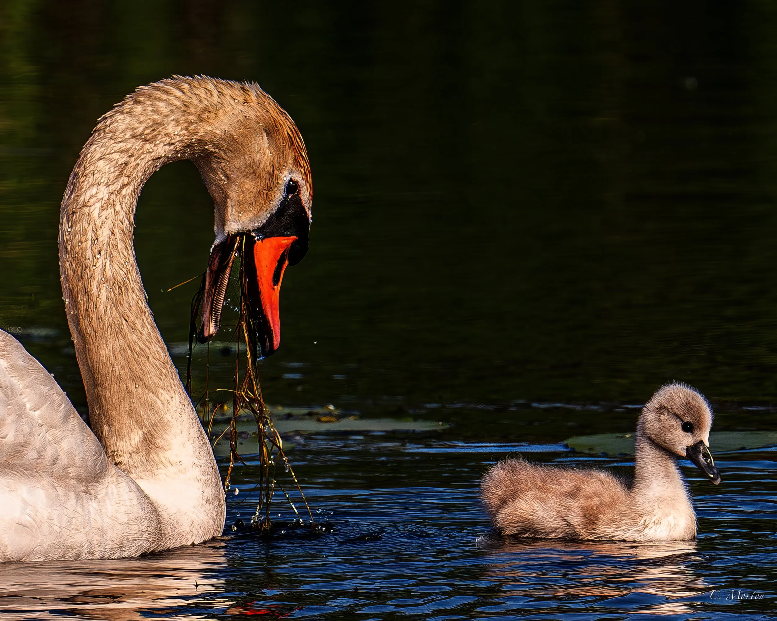 Mute Swan Barfing.jpg