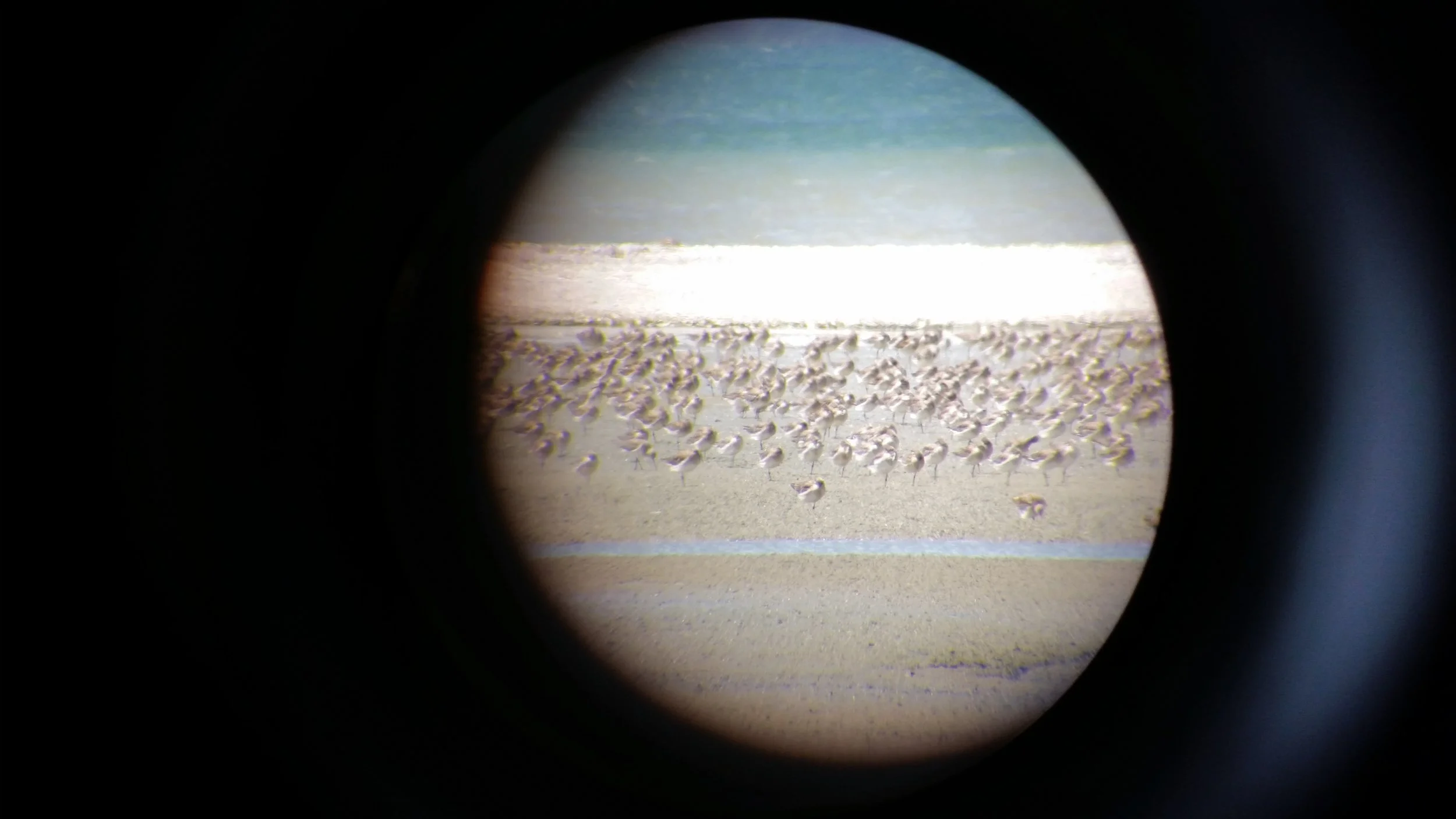 The birds through the telescope&nbsp;
