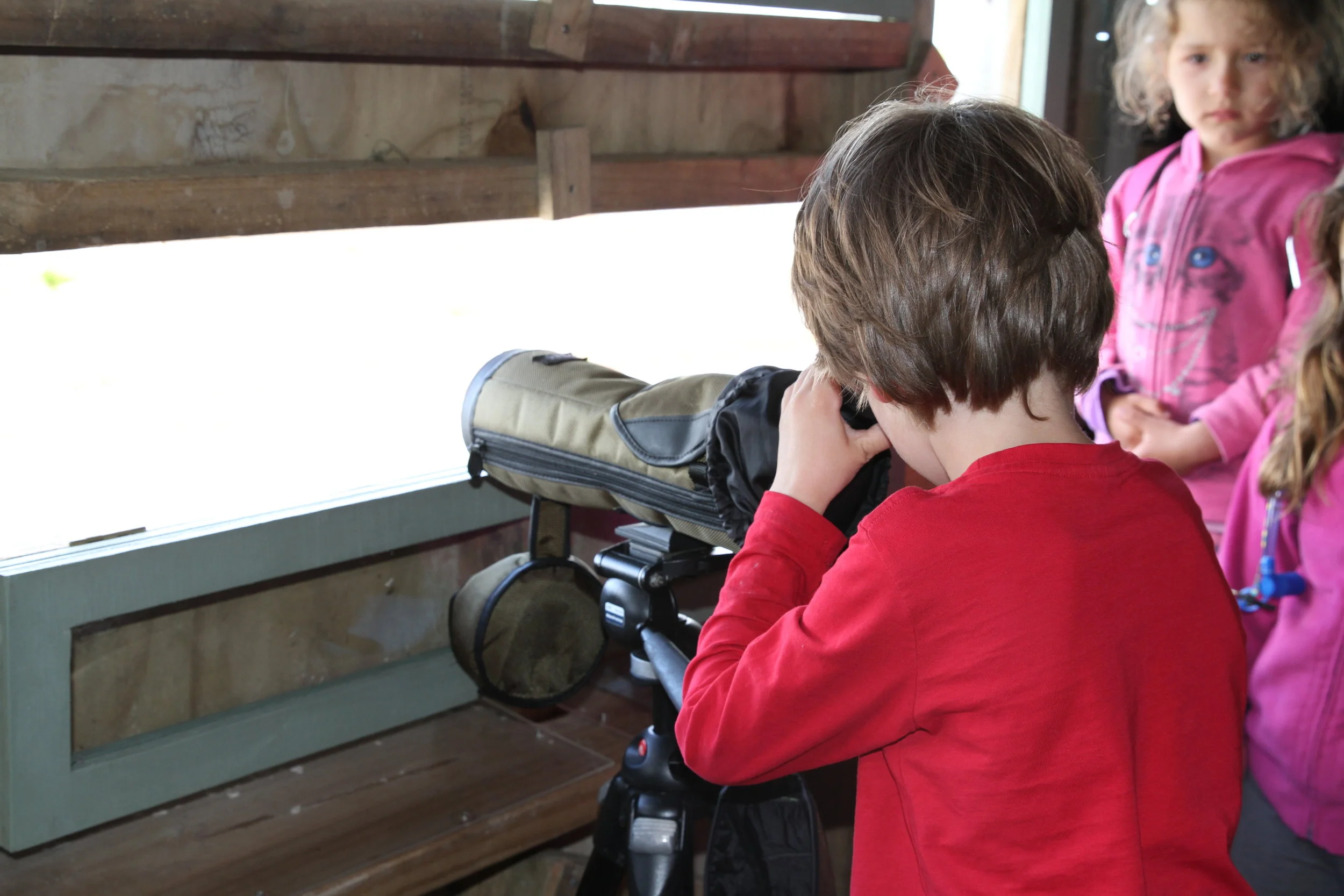 Robin looking through the telescope at the birds