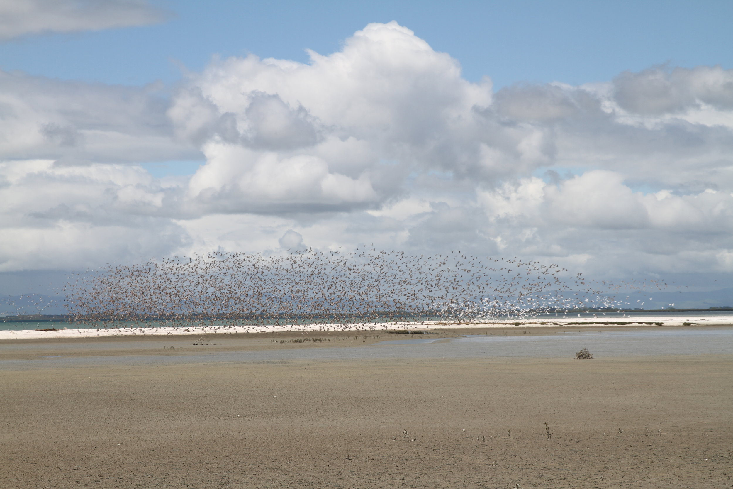 The birds have taken flight