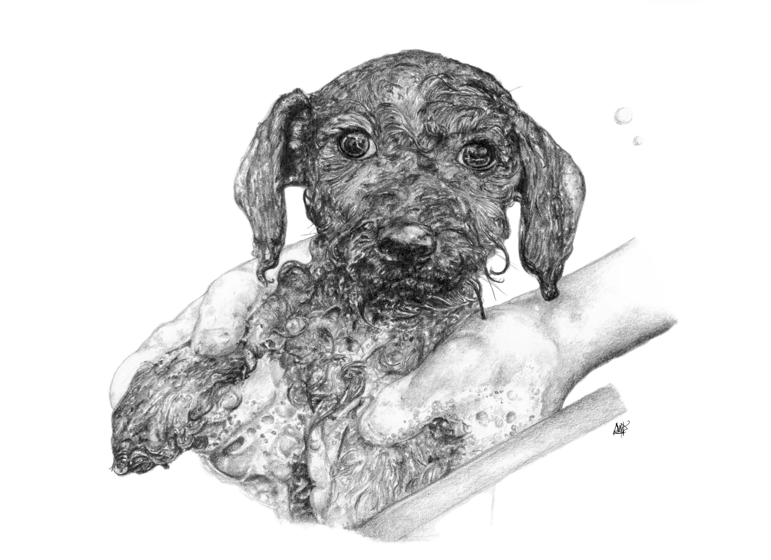 Puppy's first bath