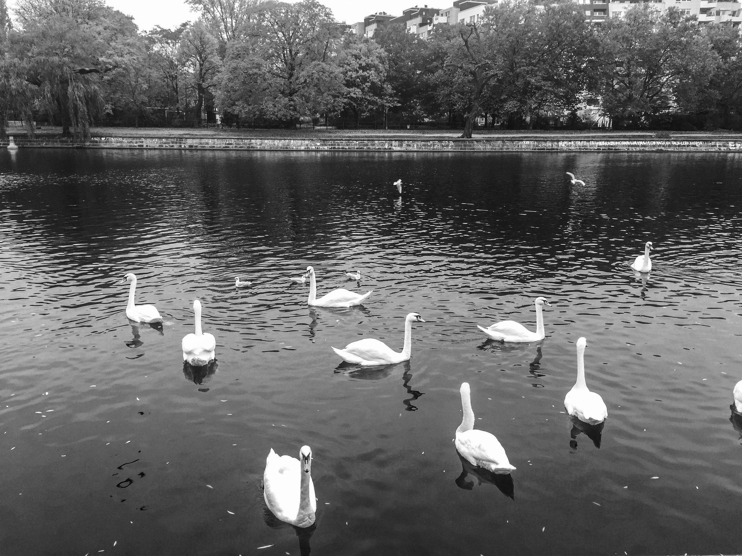 swans (1 of 1).jpg