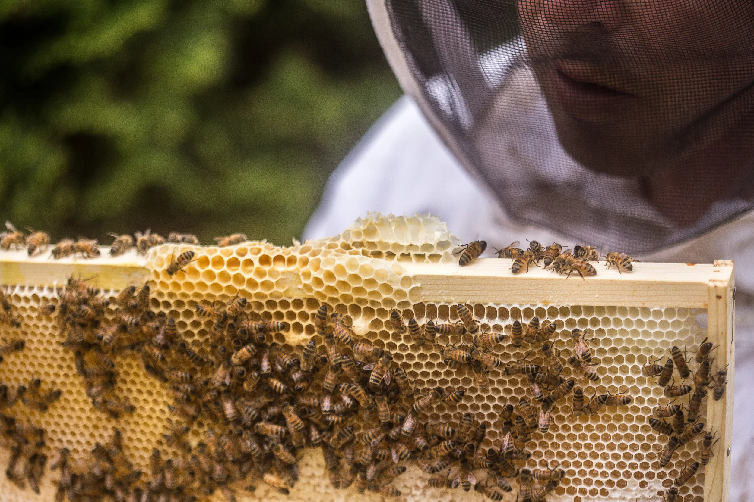 bee keeper 1-1.jpg