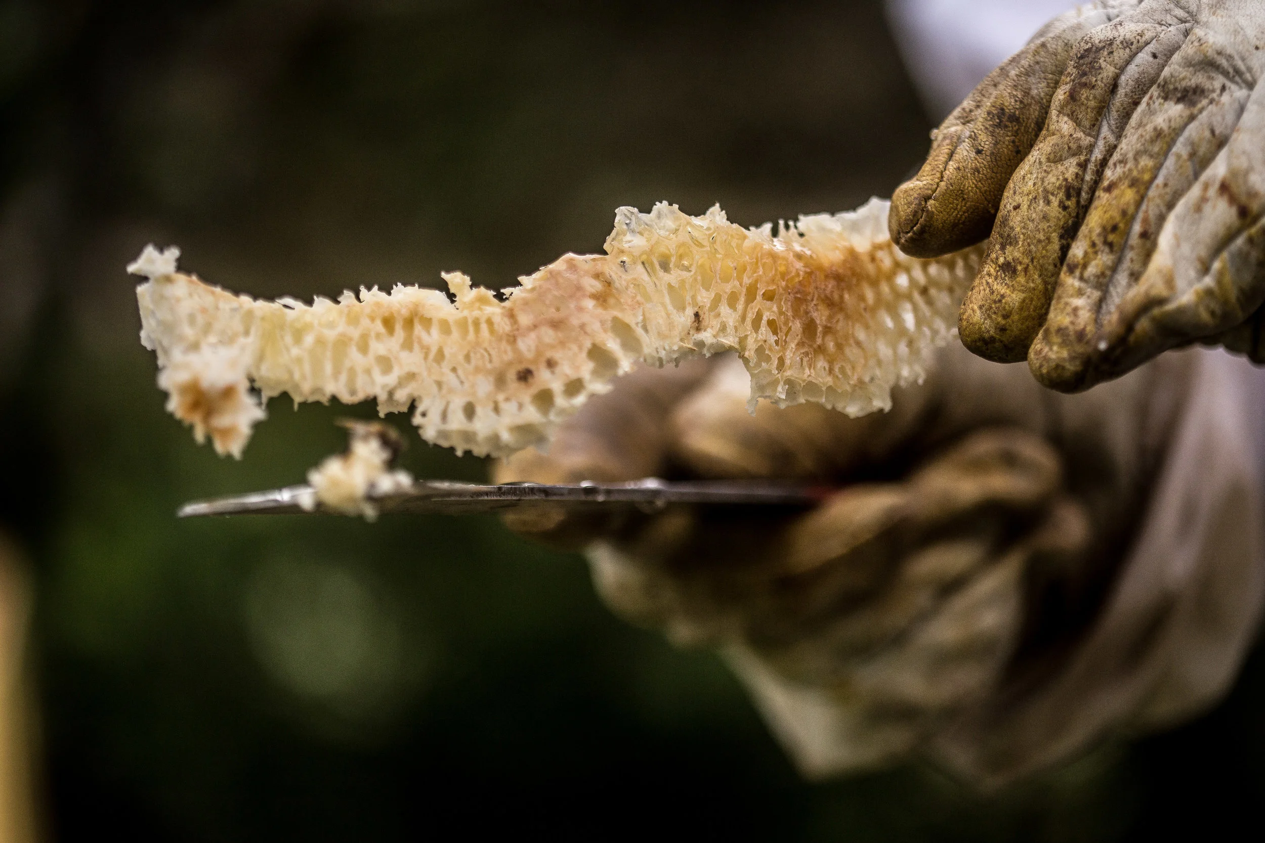bee keeper 2-1.jpg