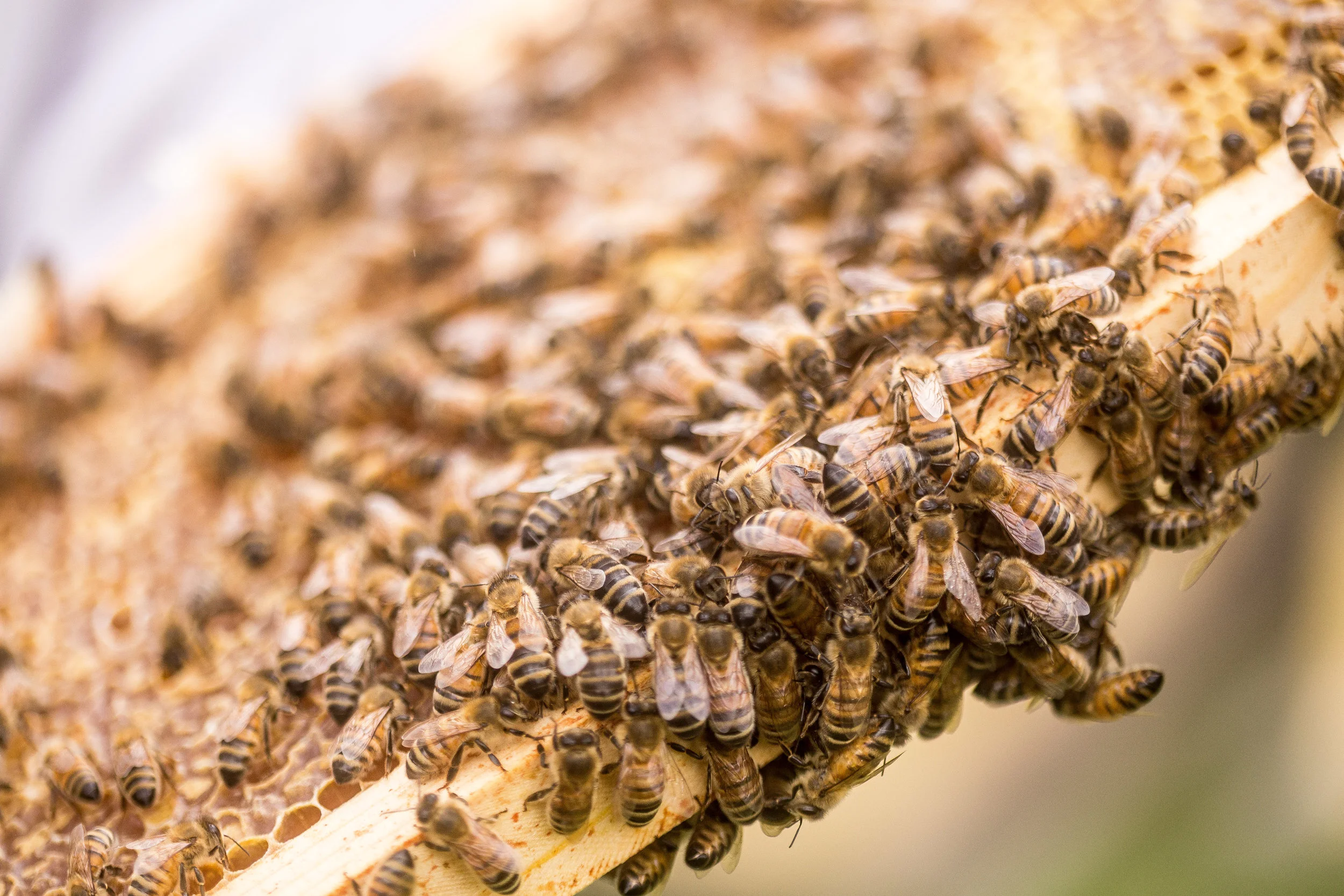 bee keeper 7-1.jpg