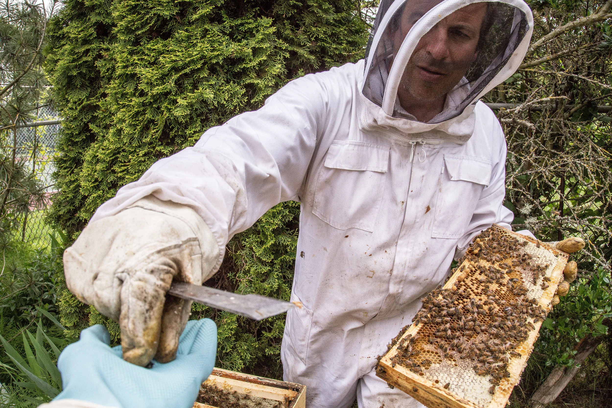 bee keeper 8-1.jpg