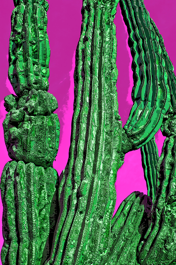 Baja Cactus