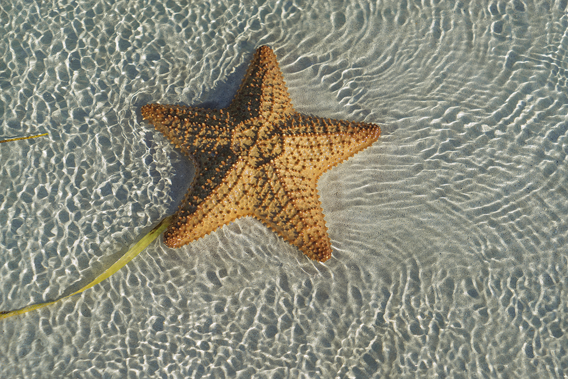 Starfish With a Tail