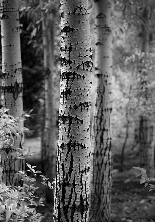 Birch Trees