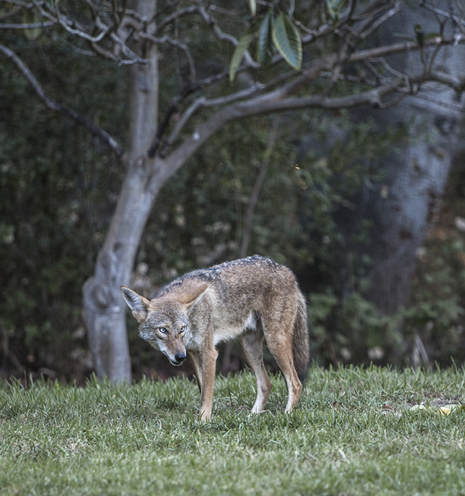 Coyote Stare