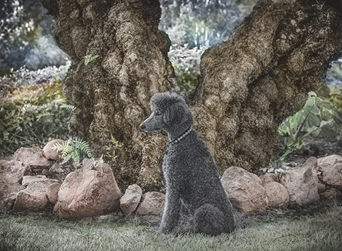The good Poodle