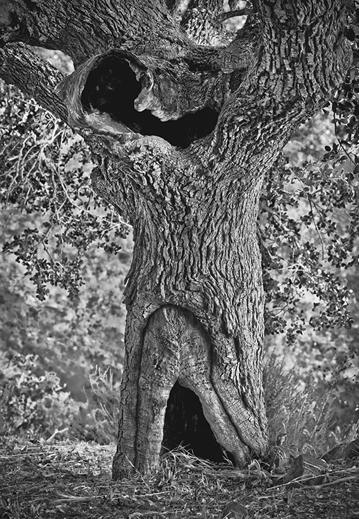 Shaman Tree