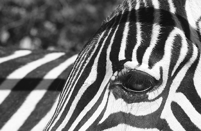 The Eye of the Zebra