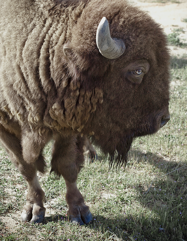BuffaloBullmuted copy.png