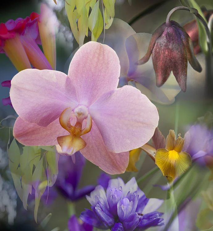 Flower Parade