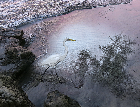 Egret Dash