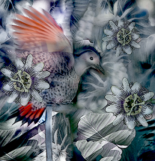 Flicker and Passion Flowers