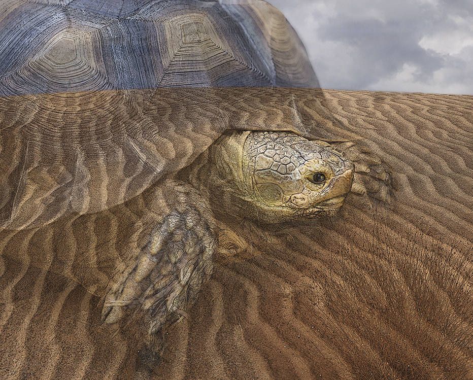Earth Tortoise