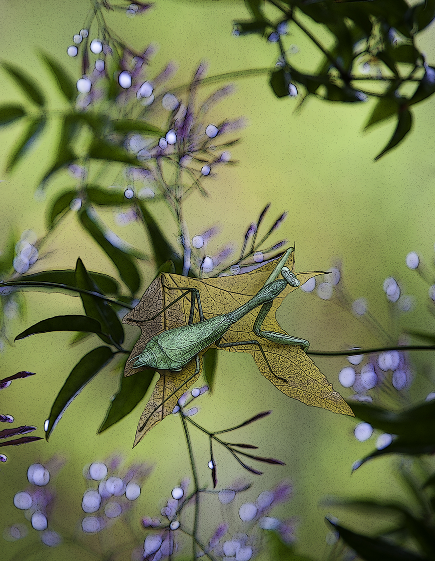 Praying Mantis