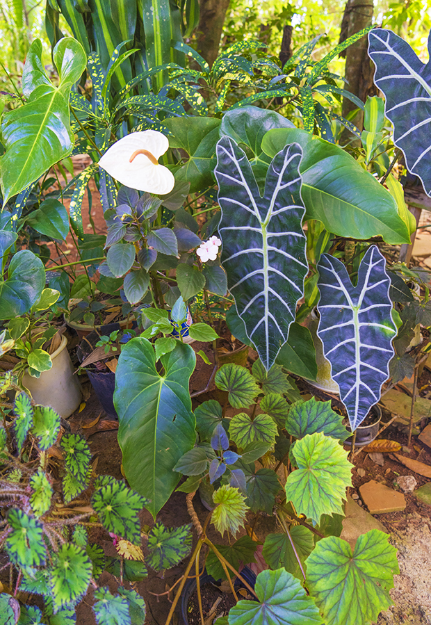 Botanical Garden in Vinales, Cuba