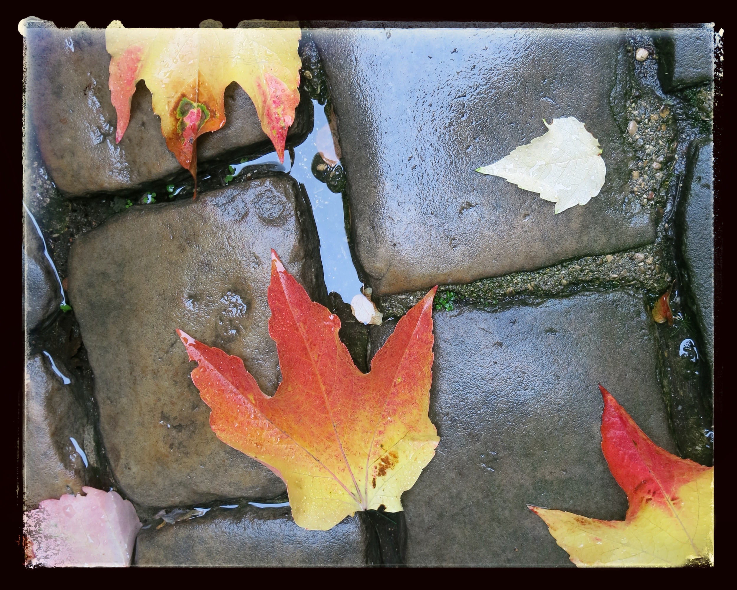 Paris Leaves