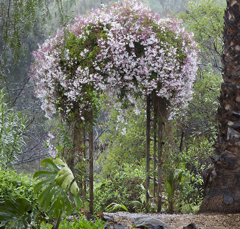 Jasmine Trellis