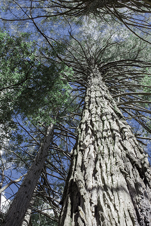 Tall Redwood