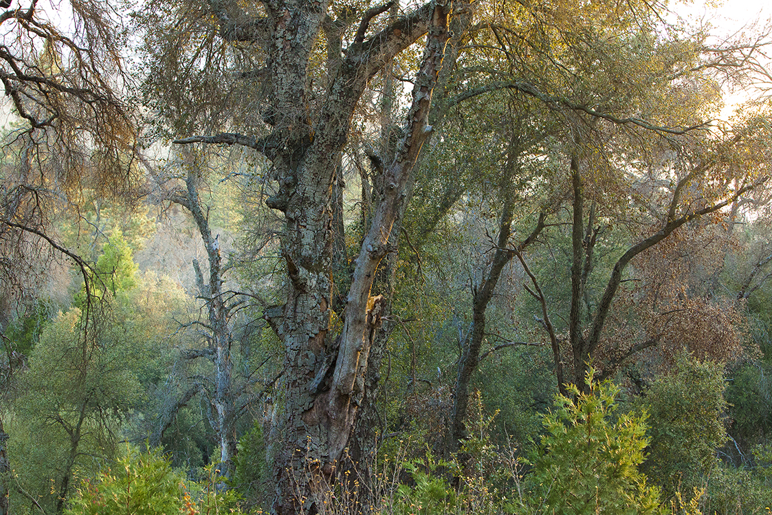 Trees In Julian