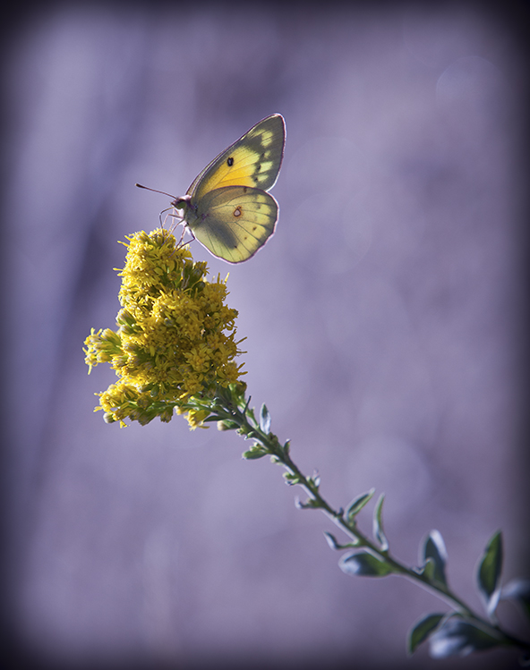 Yellow Butterfly