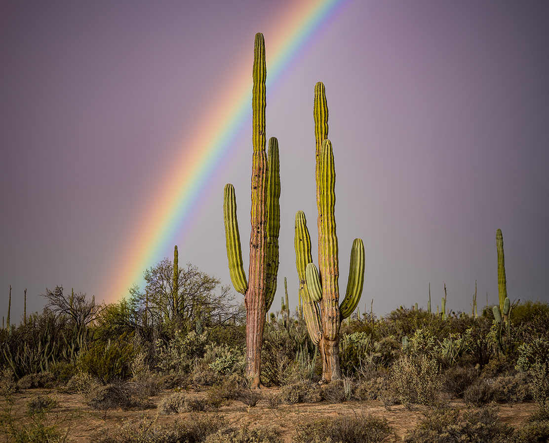 Baja_Rainbow72.jpg