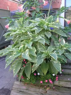 Potting and Drainage for Brugmansia