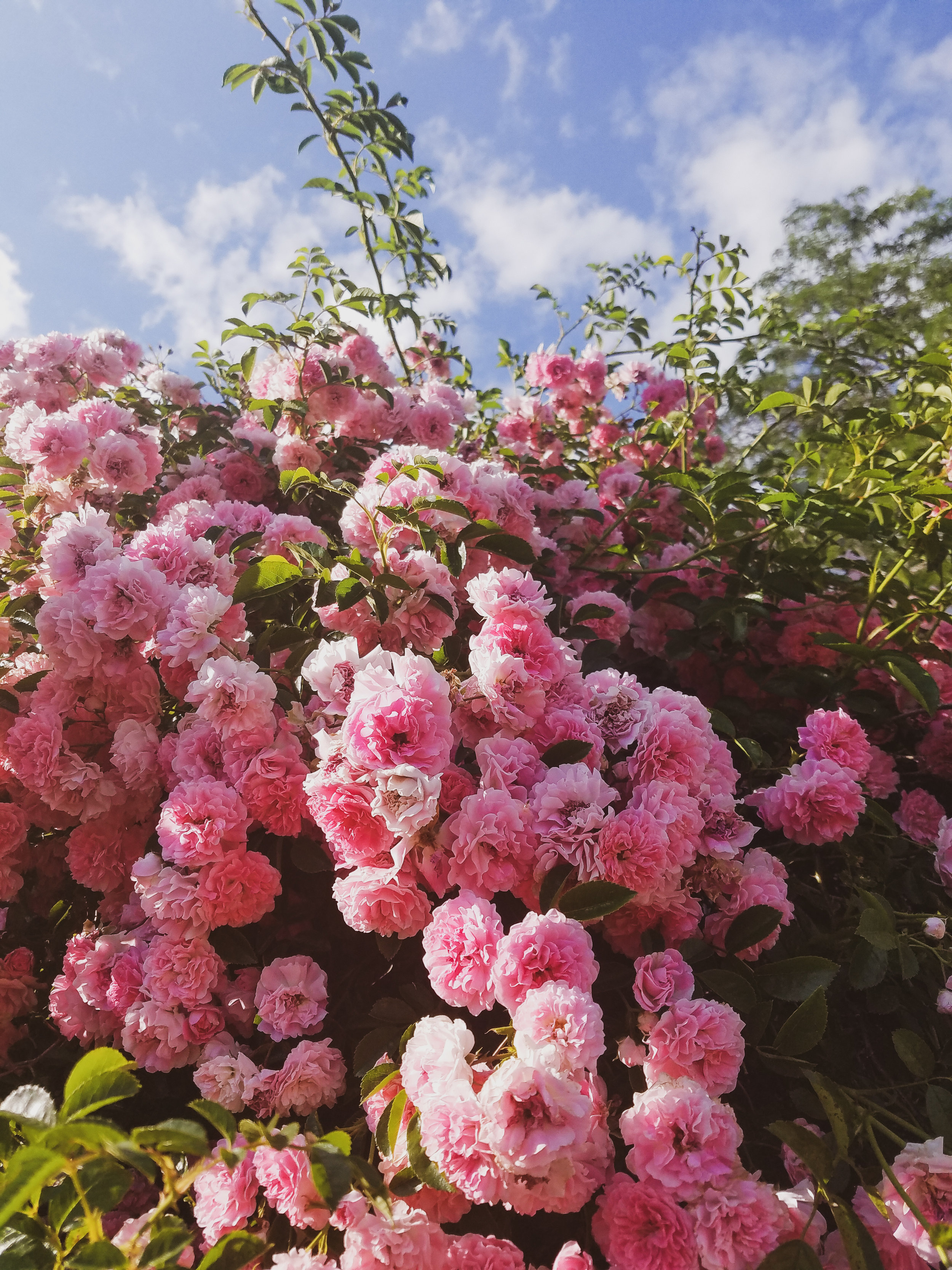 20170704_174930-2.jpg