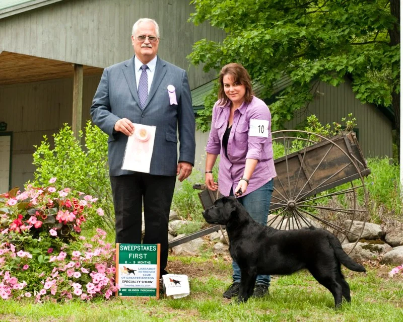  Lucy - 1st 6-9 puppy sweeps (20+ puppies) under Jim Russell 2nd the following day under Kim Jacobson Greater Boston Labrador Specialty &nbsp; June 2014 