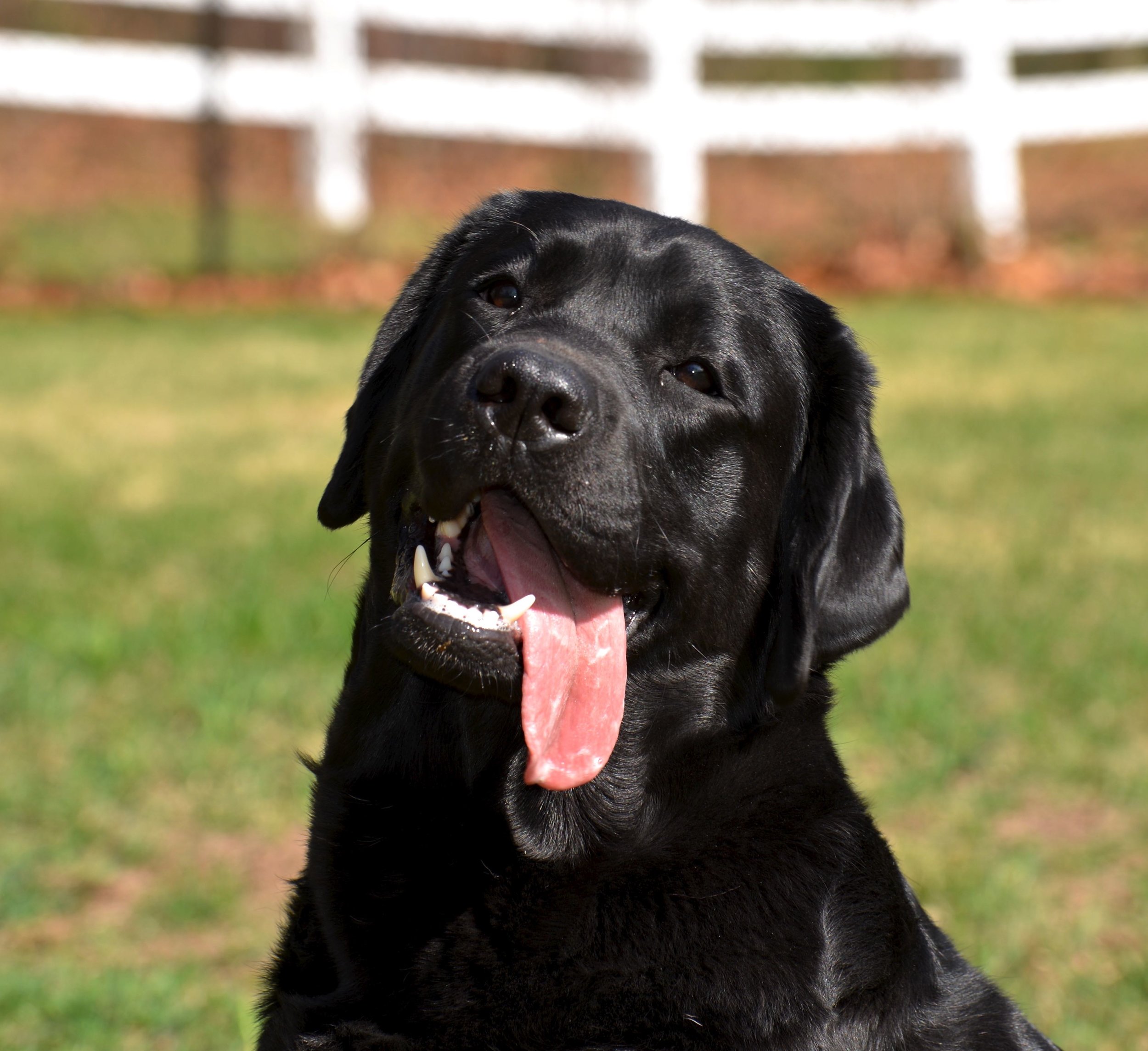 tongue.jpg