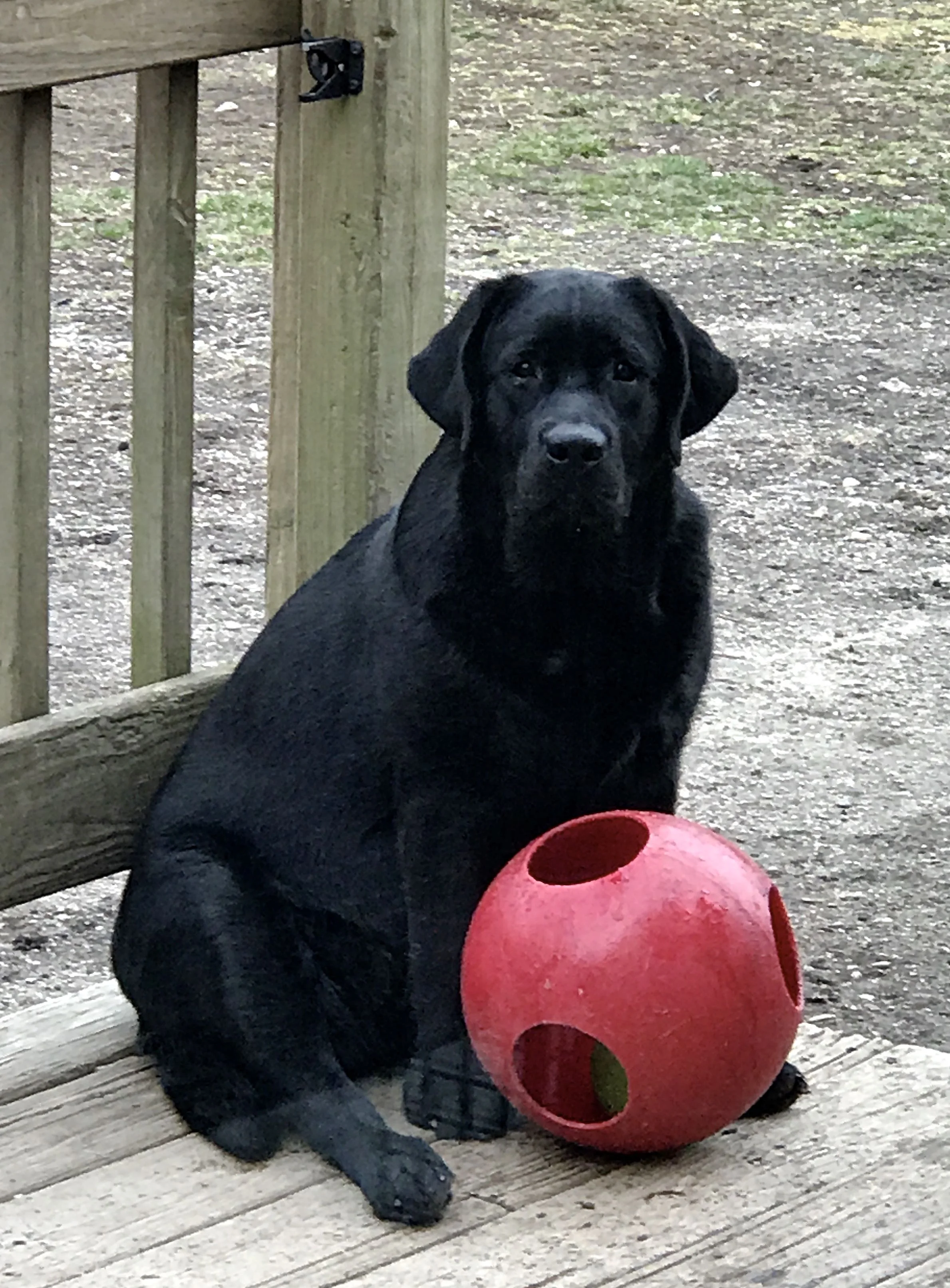 Phoebe 10mls.jpg