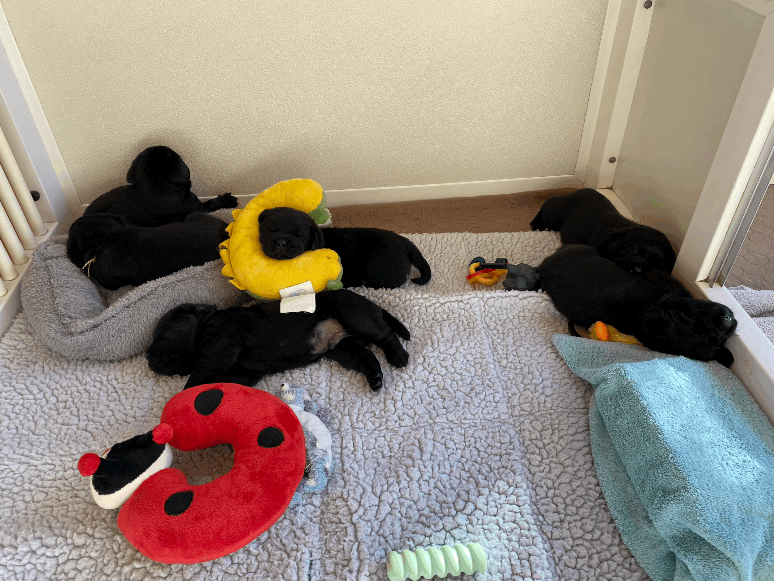 Presley x Sunday litter