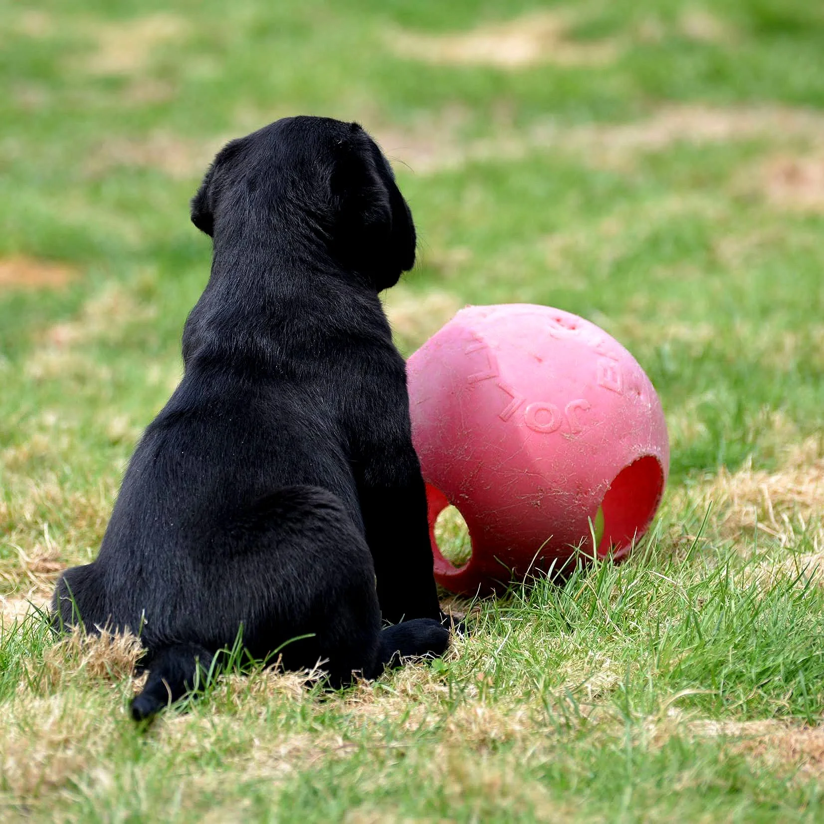 Puppy fun!