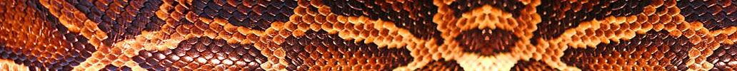 WebsiteHeaderSnakeskin.jpg