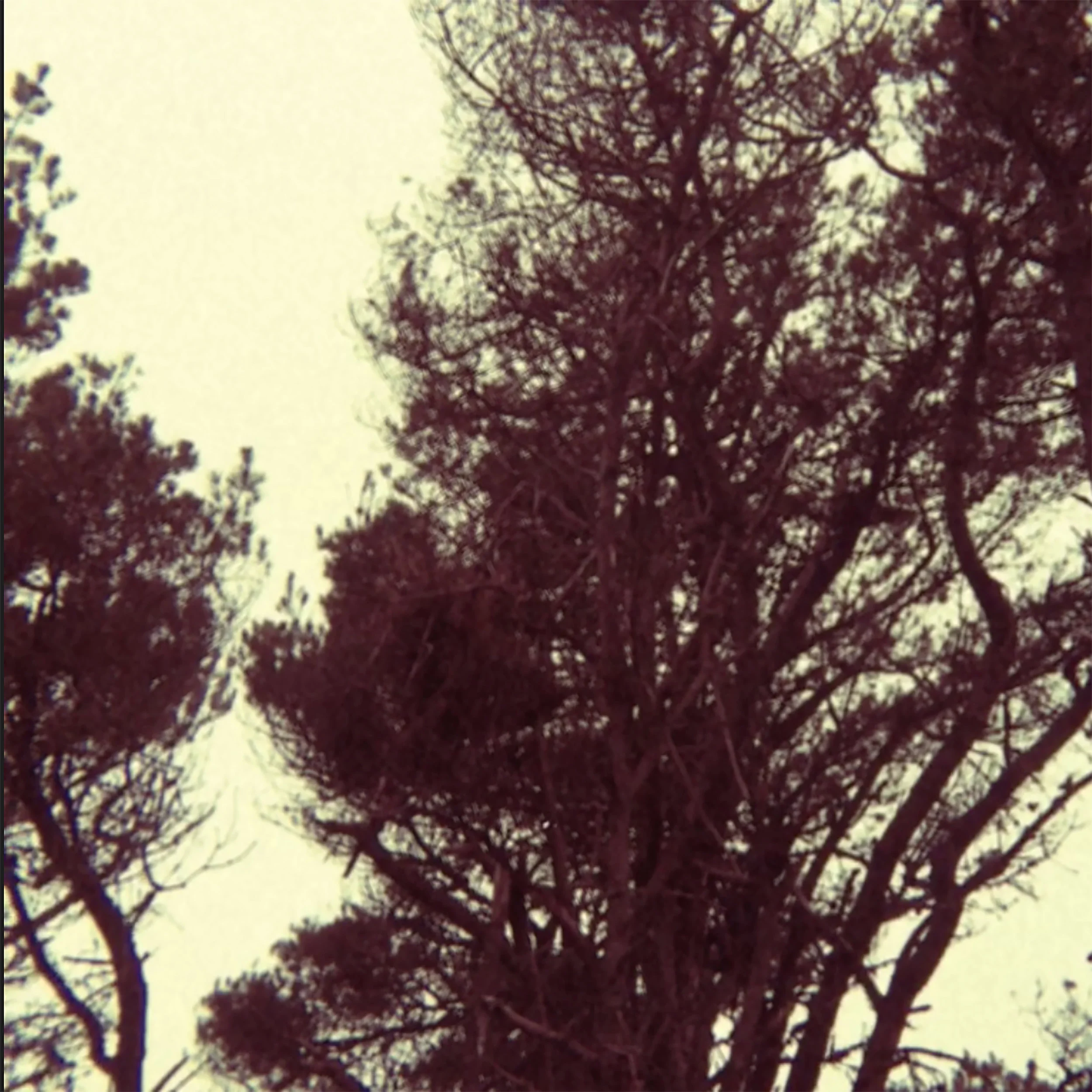 EXP012_RTasaday_Tiodhlac_The_Orchard.jpg