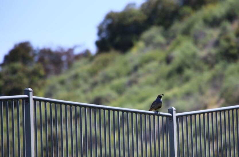 Quail fence.JPG