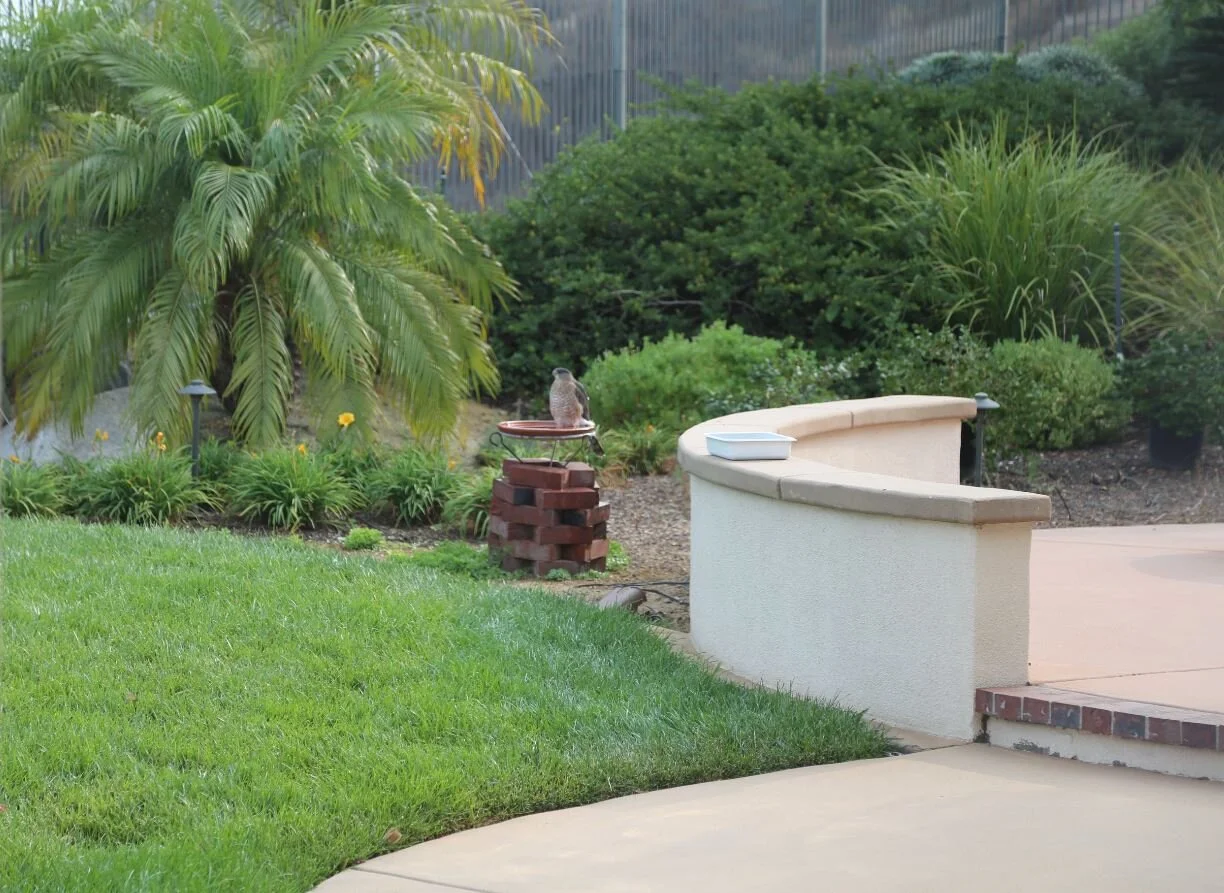 Hawk in bird bath 9-13-2020.jpeg