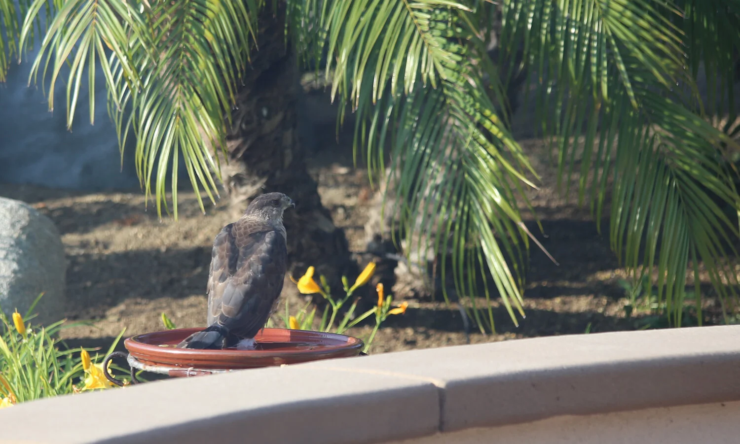 Hawk in Birdbath