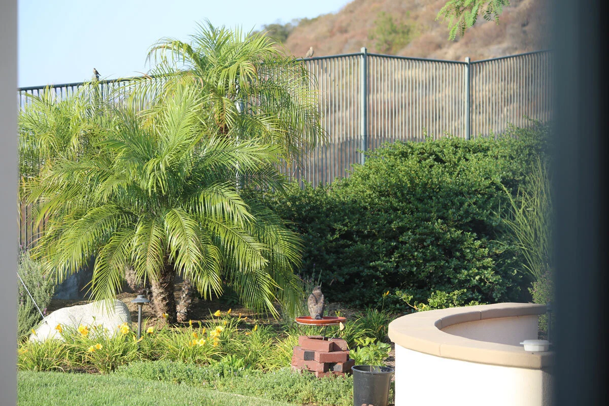 Hawk Birdbath Fence Spectators