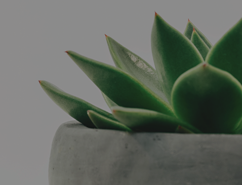 Zen_Plant.png