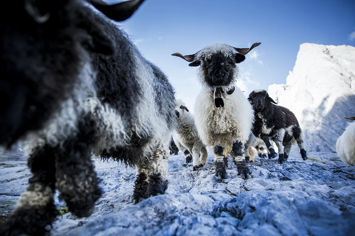 Les moutons à nez noirs du Valais (photo Hansi Heckmair - ortovox)